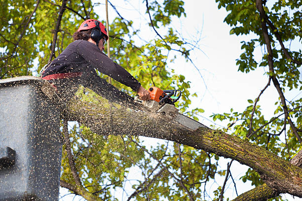 Trusted Florence, CO Tree Care  Experts